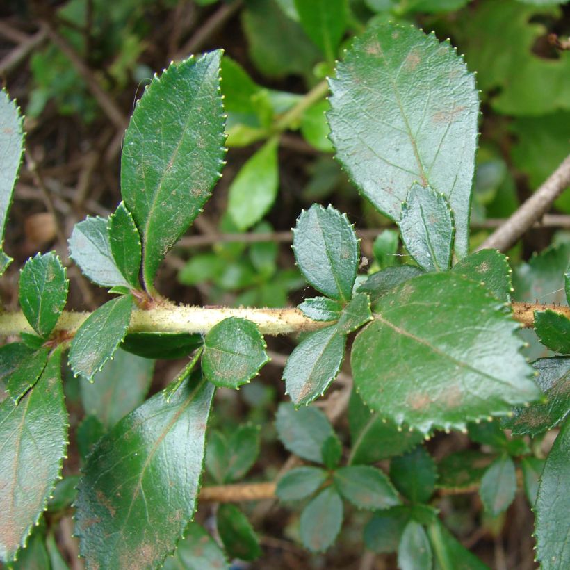 Escallonia rubra macrantha - Escalloniastruik (Blad)