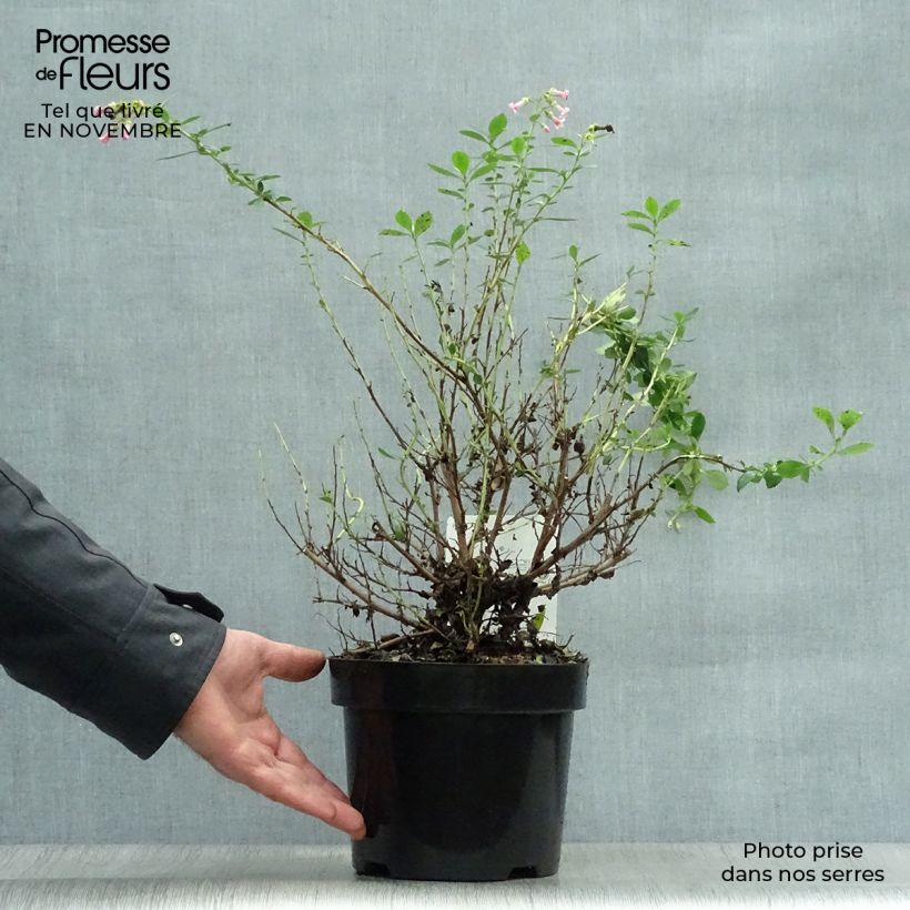 Exemplaar van Escallonia rubra macrantha - Escalloniastruik Pot van 3 l/4 l zoals geleverd in de herfst