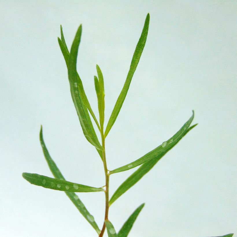Dragon - Artemisia dracunculus (Blad)