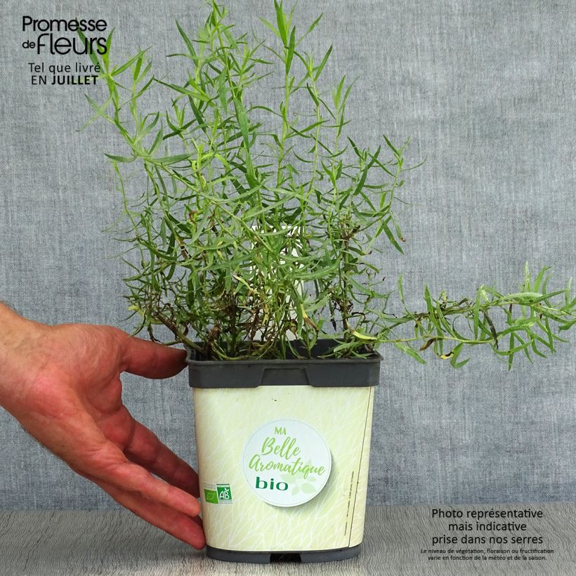 Exemplaar van Dragon BIO - Artemisia dracunculus (jonge planten) Pot van 1 l/1,5 l zoals geleverd in de zomer