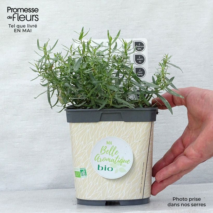 Exemplaar van Dragon BIO - Artemisia dracunculus (jonge planten) Pot van 1 l/1,5 l zoals geleverd in de lente