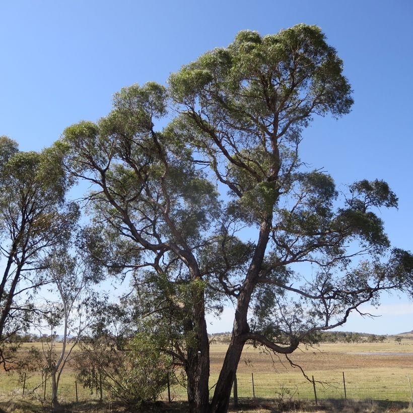 Eucalyptus aggregata - Zwarte gom (Groeiplaats)