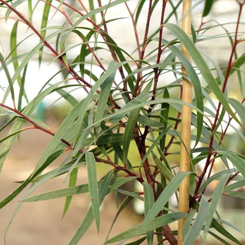 Eucalyptus approximans - Mallee de Barren Mountain (Blad)