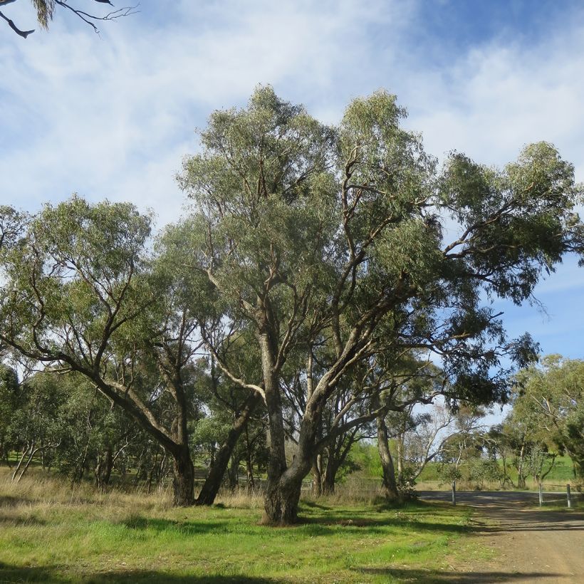 Eucalyptus bridgesiana (Groeiplaats)