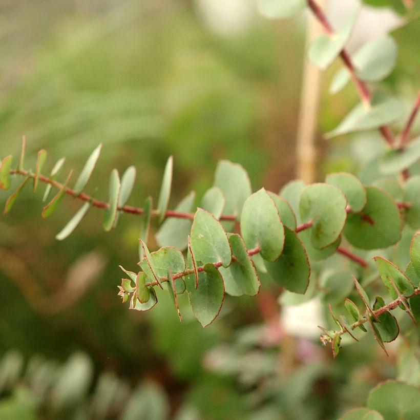 Eucalyptus bridgesiana (Blad)