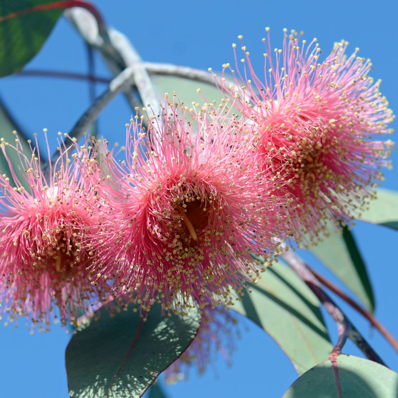Eucalyptus caesia subsp. magna (Bloei)