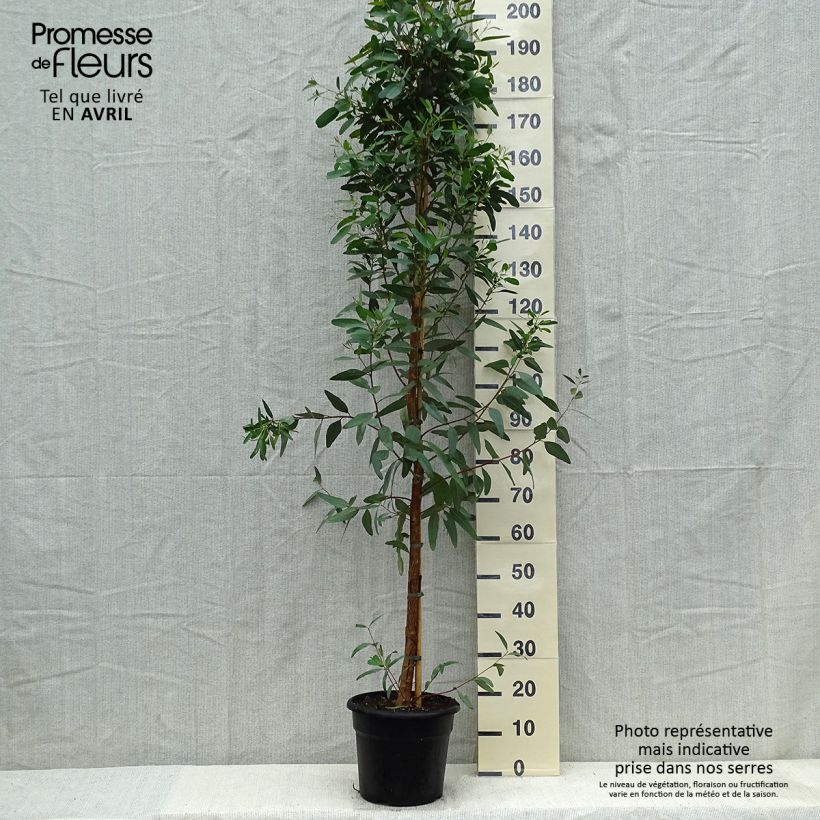 Exemplaar van Eucalyptus camaldulensis Rostrata - Rode gomboom Pot van 7,5 l/10 l zoals geleverd in de lente