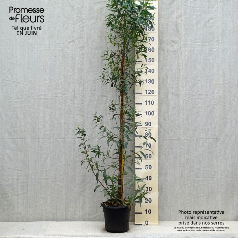 Exemplaar van Eucalyptus camaldulensis Rostrata - Rode gomboom Pot van 7,5 l/10 l zoals geleverd in de zomer