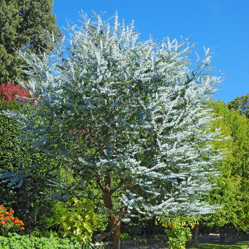 Eucalyptus cinerea - Gomboom (Groeiplaats)