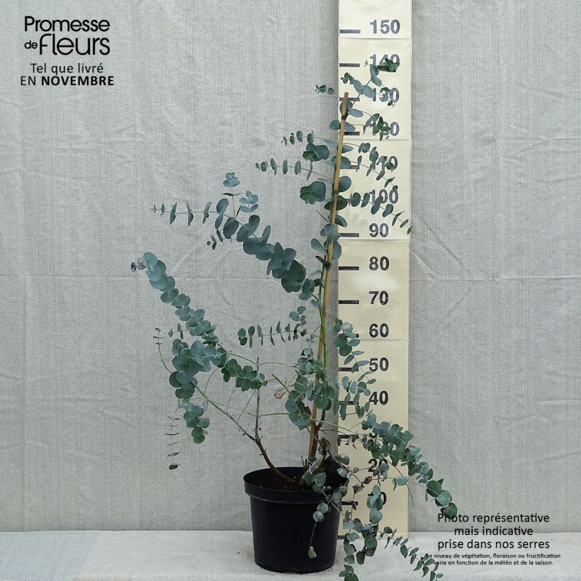 Exemplaar van Eucalyptus cinerea Silver Dollar - Gomboom Pot van 2 l/3 l zoals geleverd in de herfst