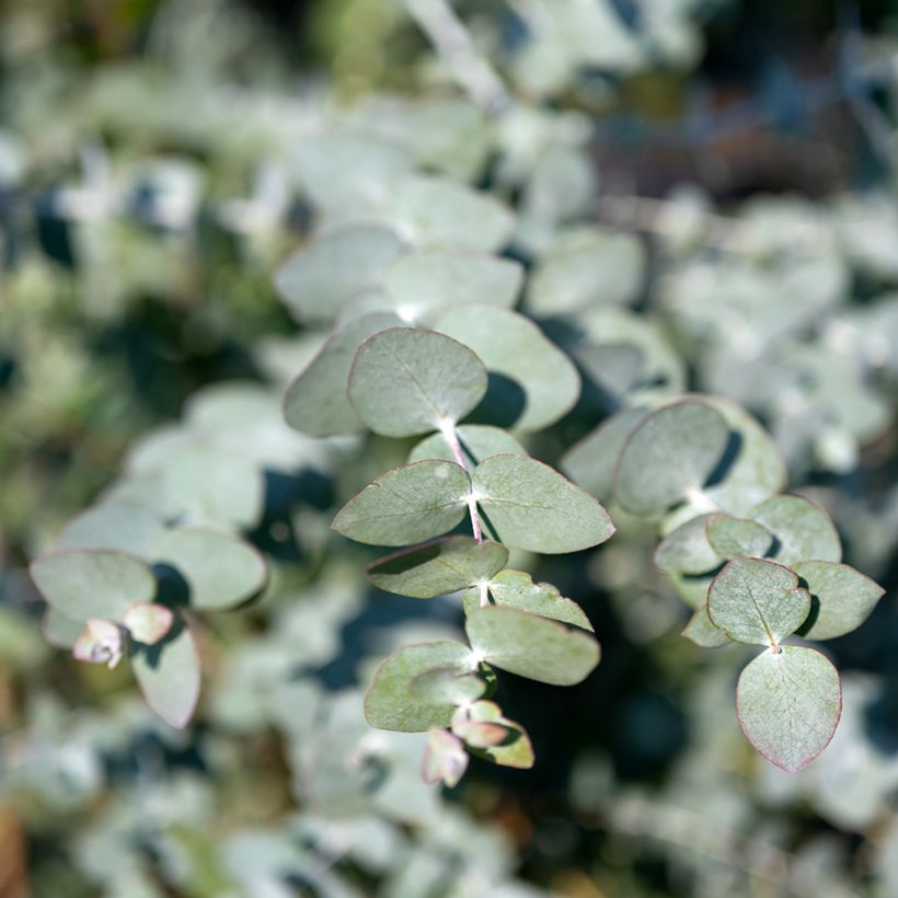 Eucalyptus cinerea Silver Dollar - Gomboom (Blad)