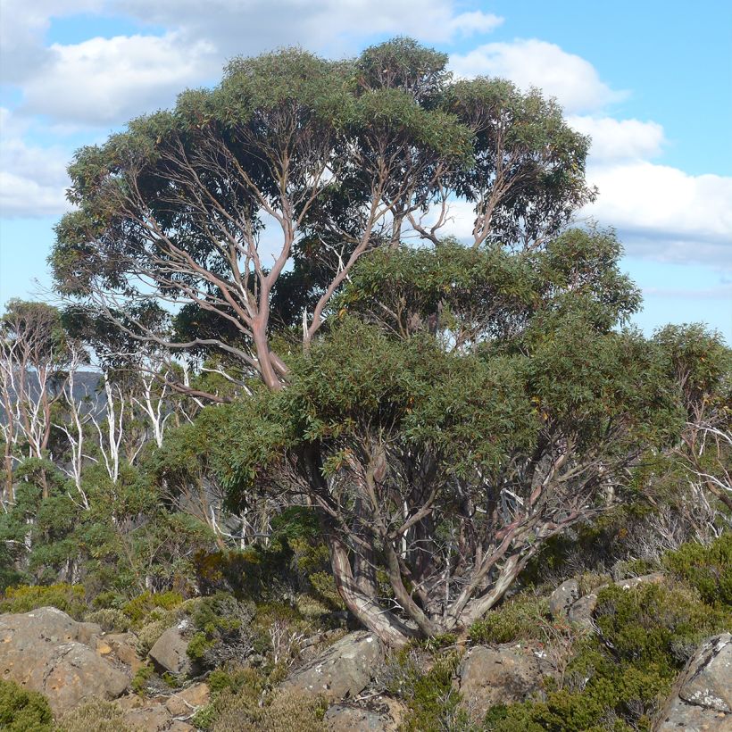 Eucalyptus coccifera - Gomboom (Groeiplaats)