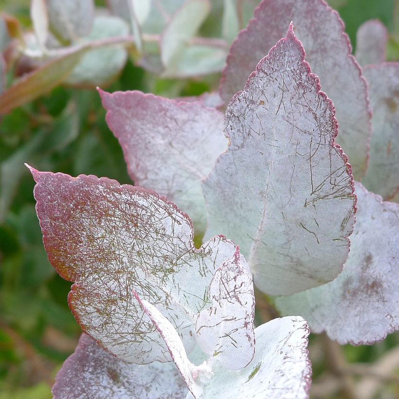 Eucalyptus crenulata (Blad)