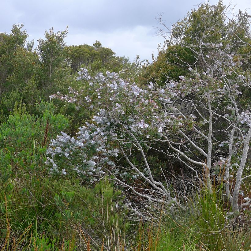Eucalyptus crenulata (Groeiplaats)