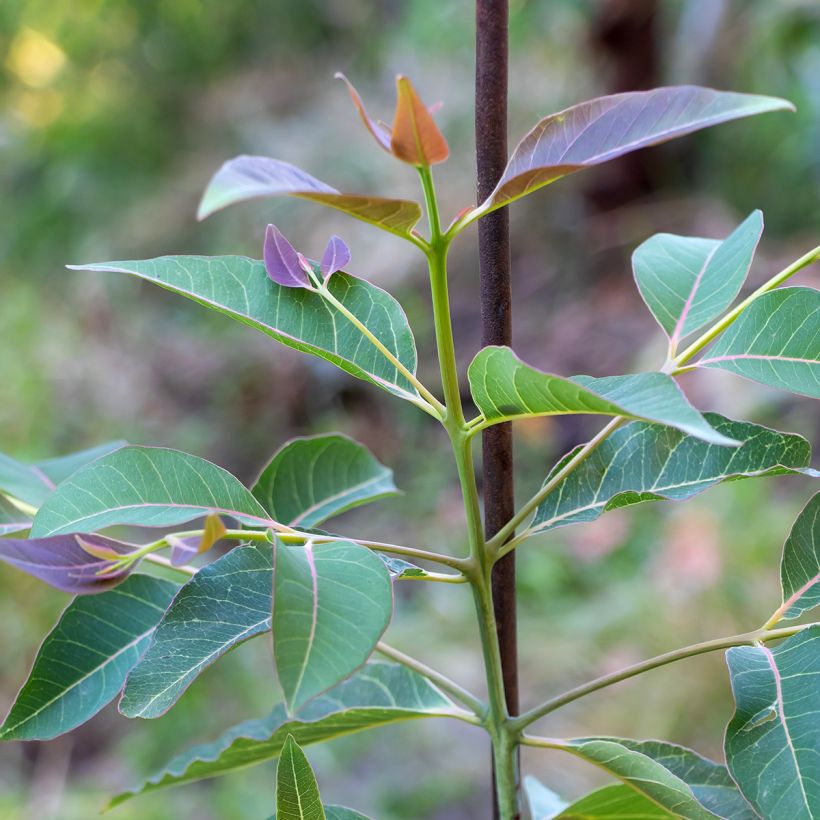 Eucalyptus deglupta - Regenboog-eucalyptus (Blad)