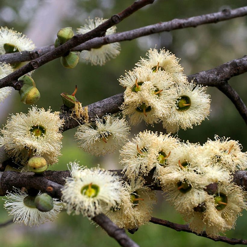 Eucalyptus deuaensis - Gomboom (Bloei)