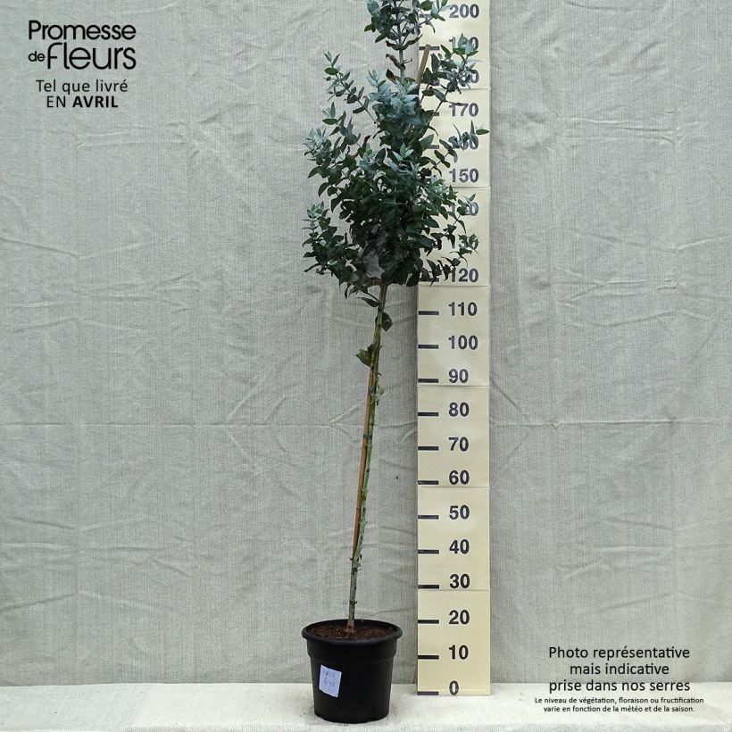 Exemplaar van Eucalyptus globulus - Blauwe gomboom Pot van 7,5 l/10 l zoals geleverd in de lente