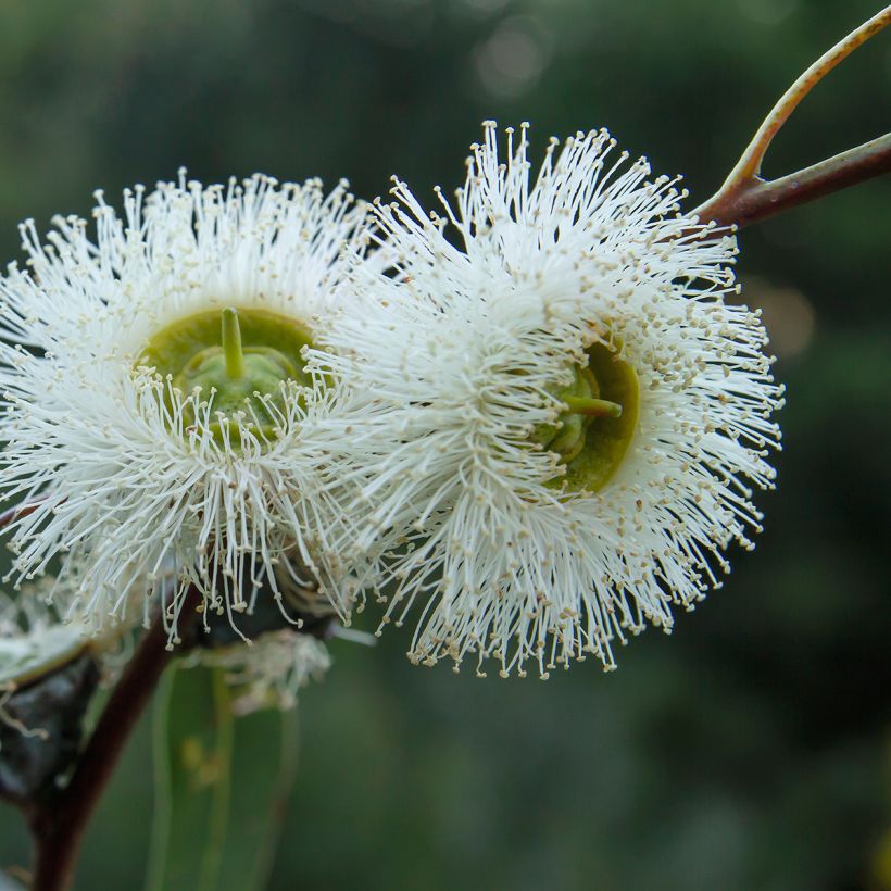 Eucalyptus globulus - Blauwe gomboom (Bloei)