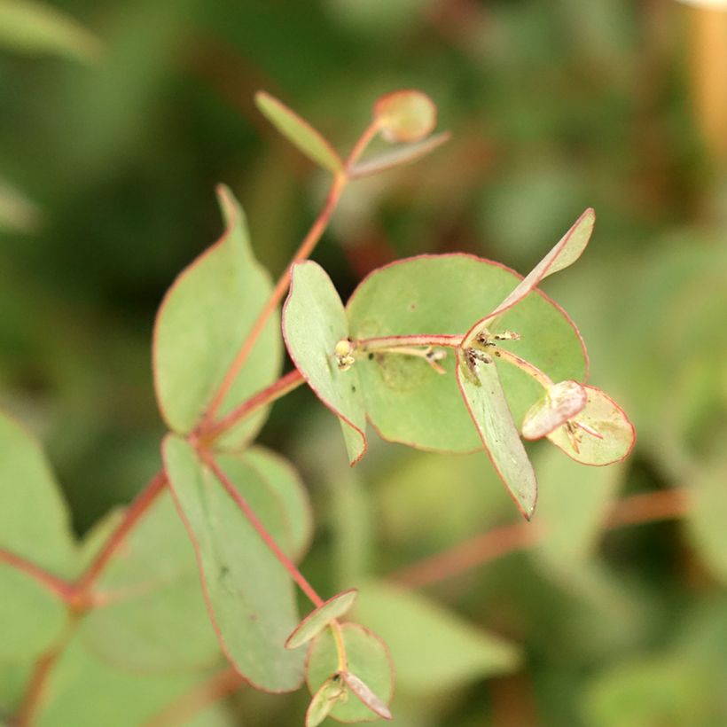 Eucalyptus goniocalyx Dwarf Form - Gomboom (Blad)