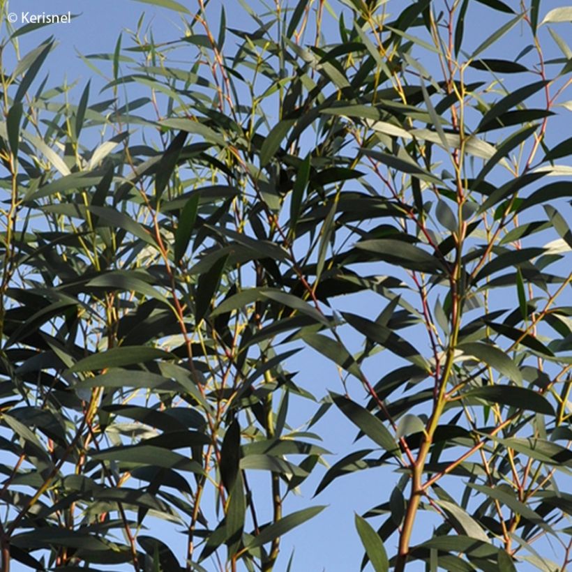 Eucalyptus gregsoniana - Gomboom (Blad)