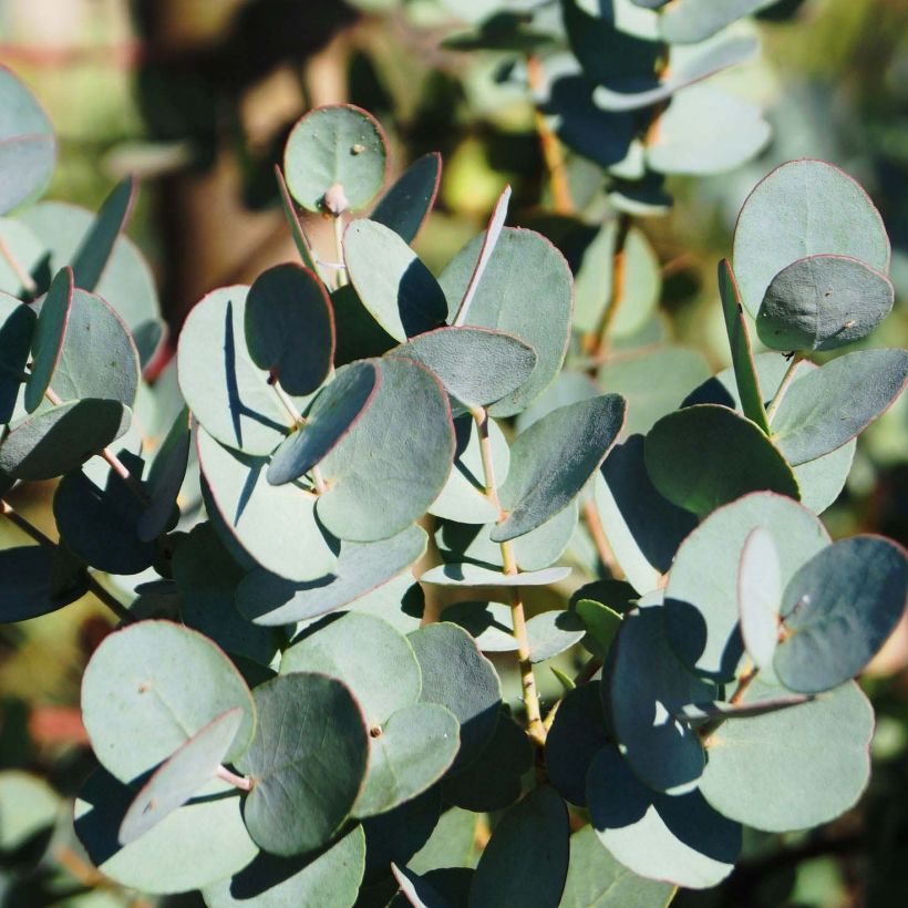 Eucalyptus gunnii Azura - Cidergomboom (Blad)