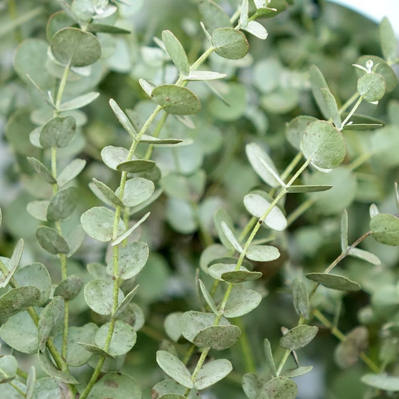 Eucalyptus gunnii Azura - Cidergomboom (Blad)