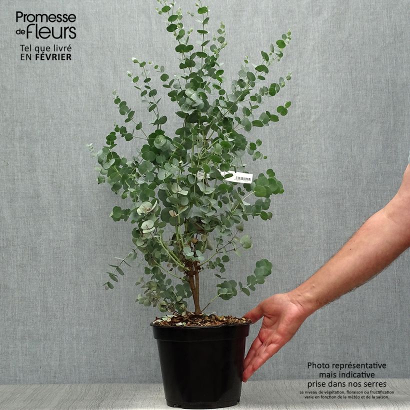 Exemplaar van Eucalyptus gunnii Azura - Cidergomboom Pot van 3 l/4 l zoals geleverd in de herfst