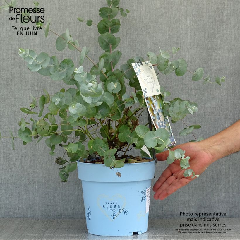 Exemplaar van Eucalyptus gunnii Azura - Cidergomboom Pot van 3 l/4 l zoals geleverd in de zomer