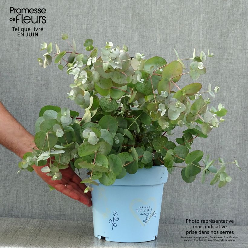 Exemplaar van Eucalyptus gunnii Blaue Liebe - Cidergomboom Pot van 6 l/7 l zoals geleverd in de zomer