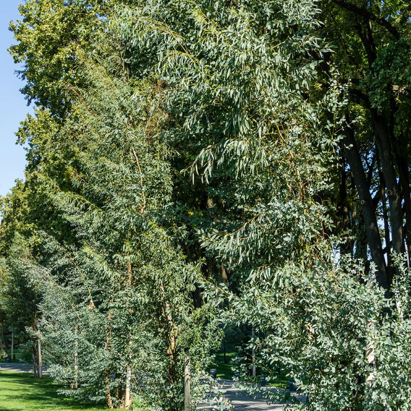 Eucalyptus gunnii - Cidergomboom (Groeiplaats)