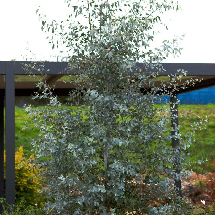 Eucalyptus gunnii Silverana - Cidergomboom (Groeiplaats)