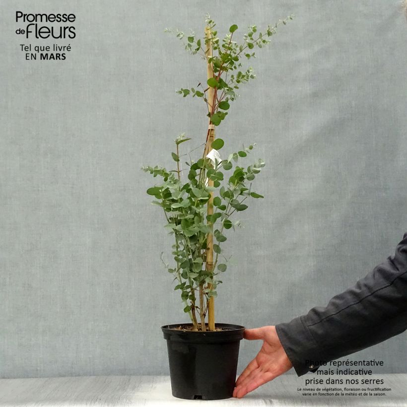 Exemplaar van Eucalyptus gunnii Silverana - Cidergomboom Pot van 1,5 l/2 l zoals geleverd in de lente