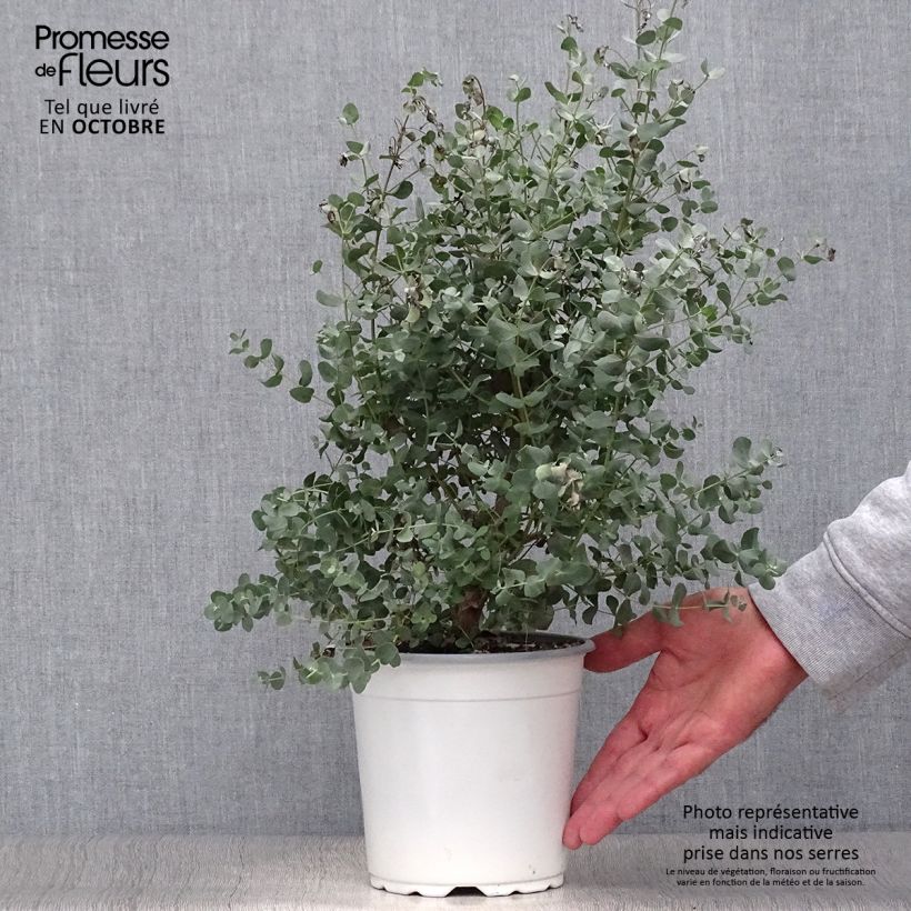 Exemplaar van Eucalyptus gunnii - Cidergomboom Pot van 2 l/3 l zoals geleverd in de herfst
