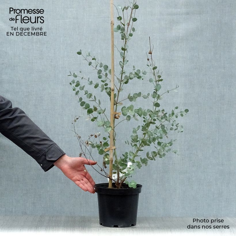 Exemplaar van Eucalyptus gunnii - Cidergomboom Pot van 4 l/5 l zoals geleverd in de winter
