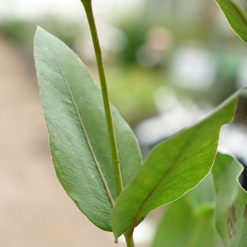 Eucalyptus kitsoniana - Gomboom (Blad)