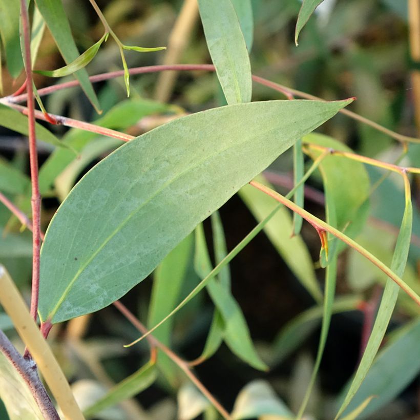 Eucalyptus lacrimans - Sneeuweucalyptus (Blad)