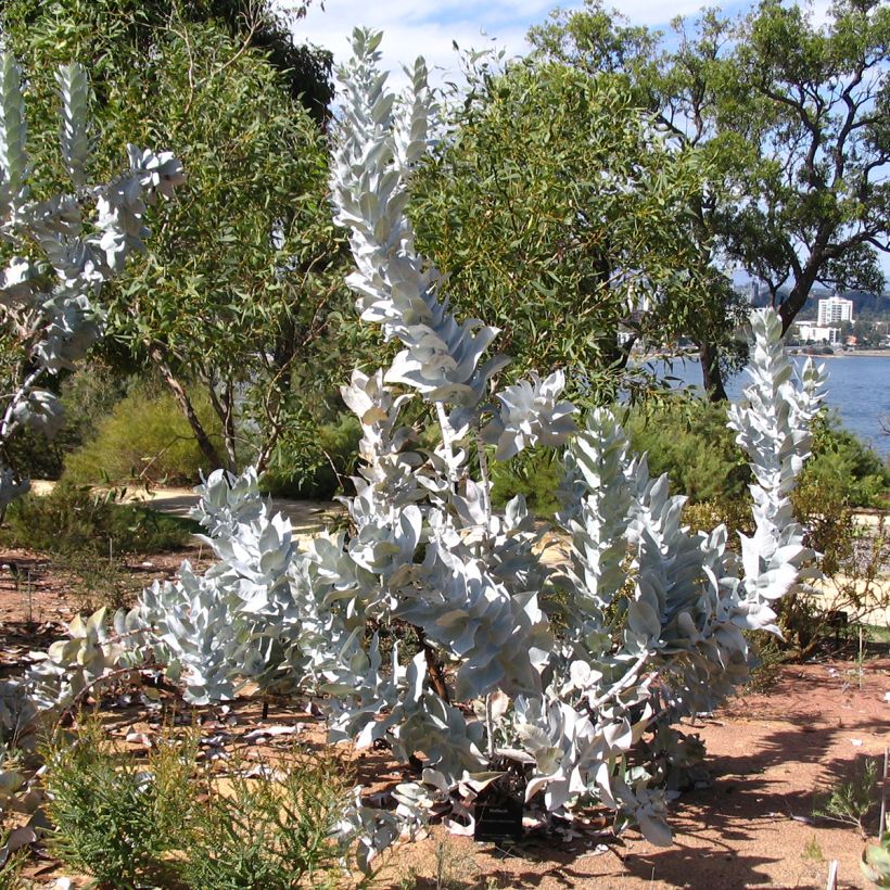 Eucalyptus macrocarpa - Gomboom (Groeiplaats)