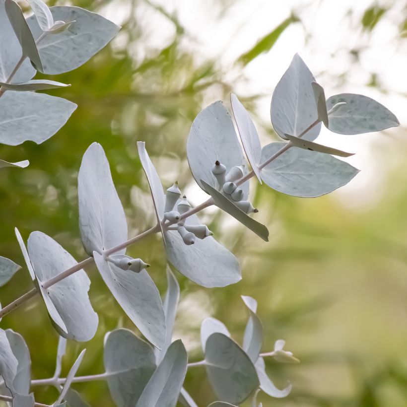 Eucalyptus macrocarpa - Gomboom (Blad)