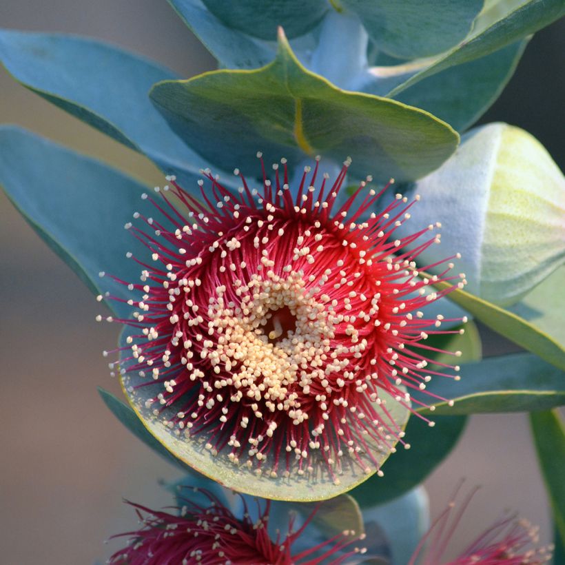 Eucalyptus macrocarpa - Gomboom (Bloei)