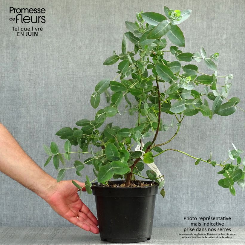 Exemplaar van Eucalyptus neglecta - Gomboom Pot van 4 l/5 l zoals geleverd in de zomer