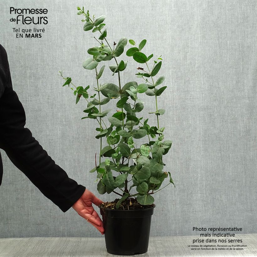 Example of Eucalyptus neglecta - Gomboom Pot van 4 l/5 l as you get in printemps