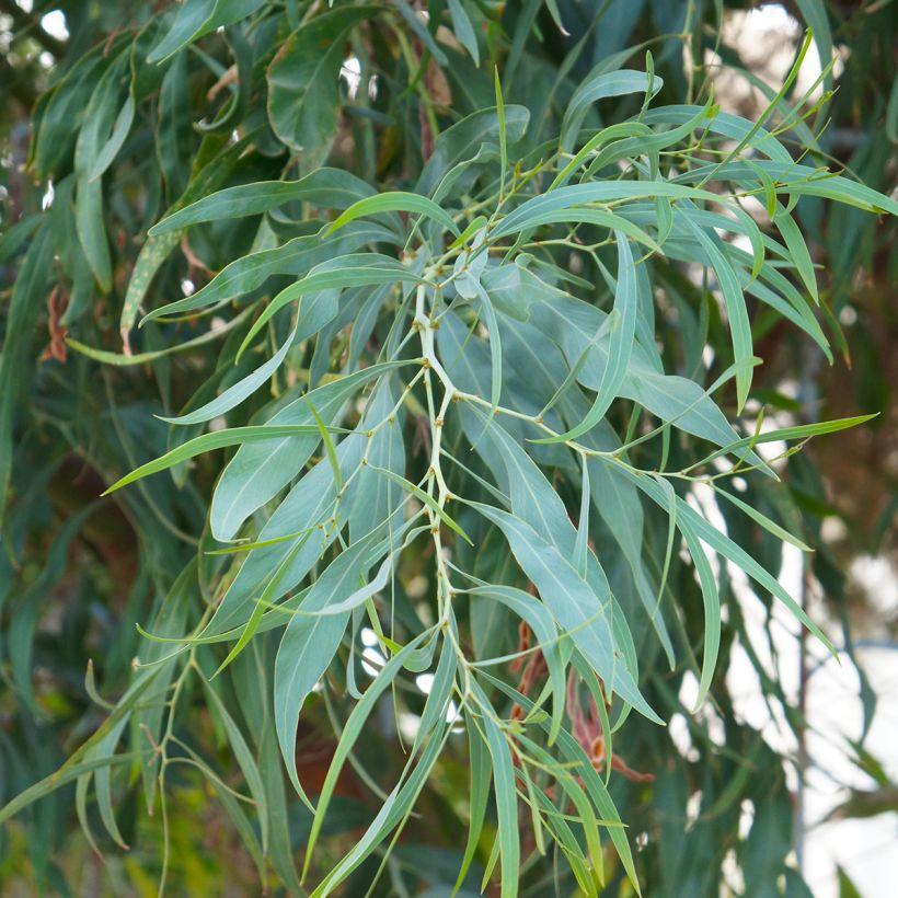 Eucalyptus nicholii - Gomboom (Blad)