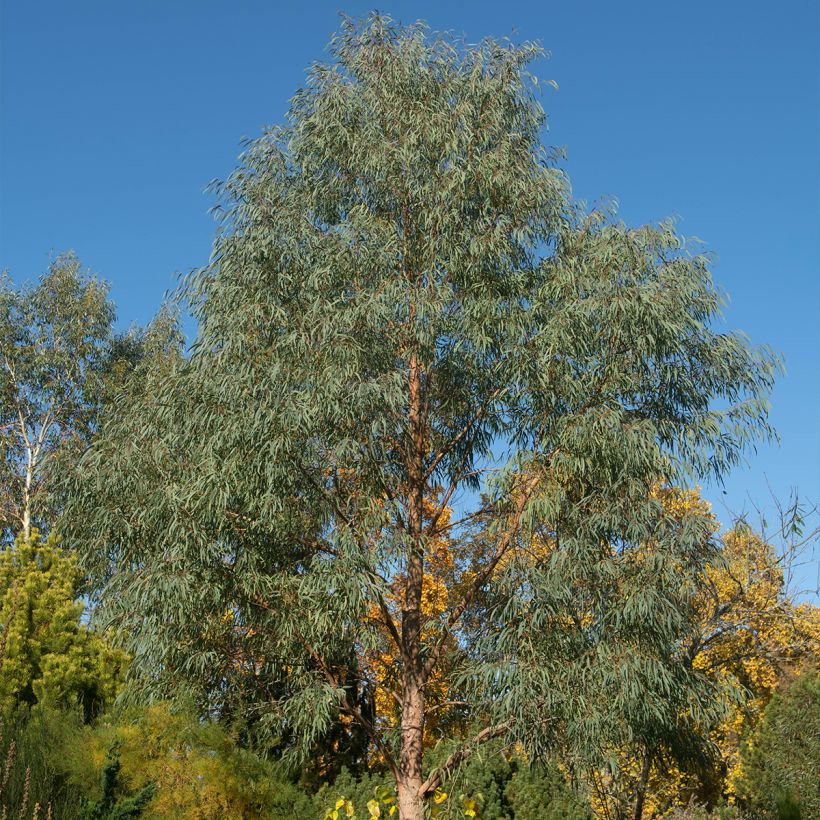 Eucalyptus nicholii - Gomboom (Groeiplaats)