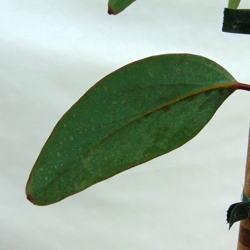 Eucalyptus niphophila - Sneeuweucalyptus (Blad)
