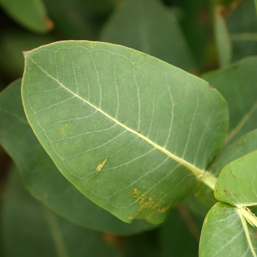 Eucalyptus nitens - Gomboom (Blad)