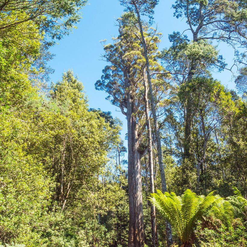 Eucalyptus obliqua - Gomboom (Groeiplaats)