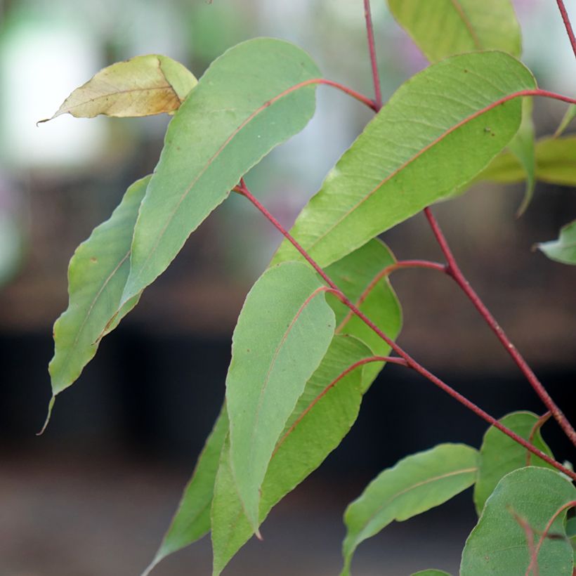 Eucalyptus obliqua - Gomboom (Blad)
