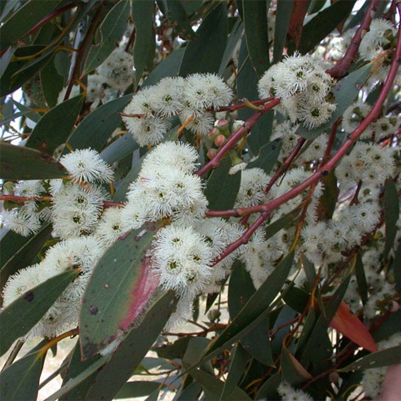 Eucalyptus parviflora - Gomboom (Flowering)