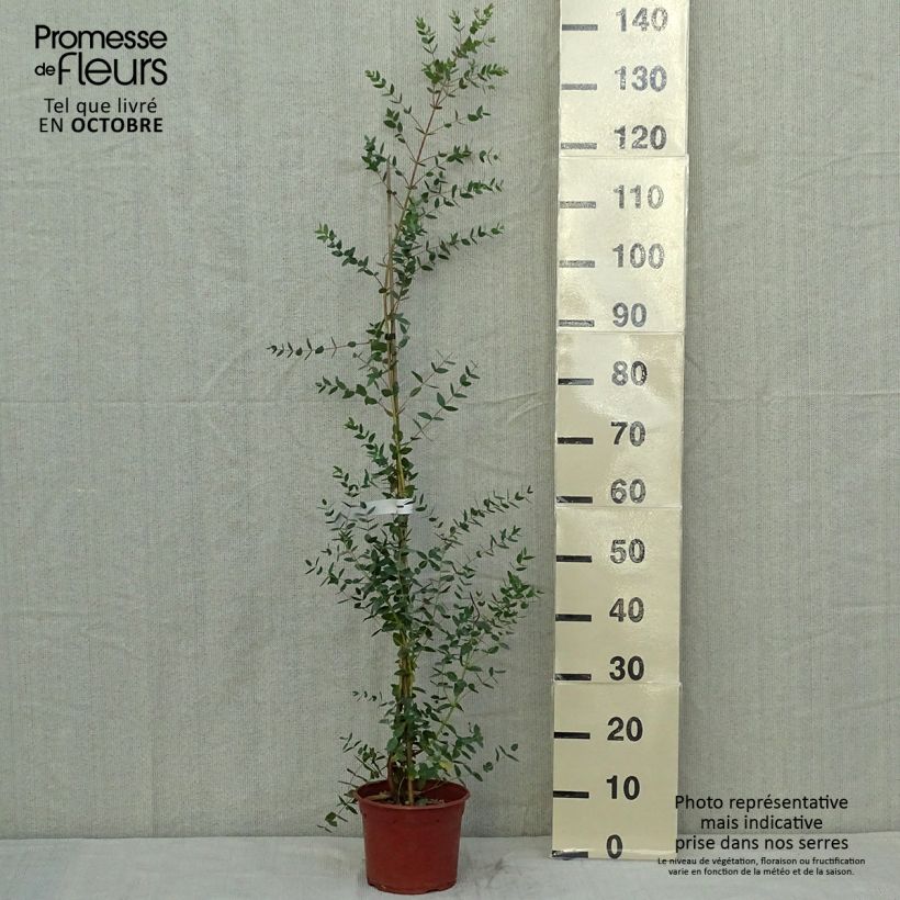 Exemplaar van Eucalyptus parviflora - Gomboom Kweekpotje van 8/9 cm zoals geleverd in de herfst