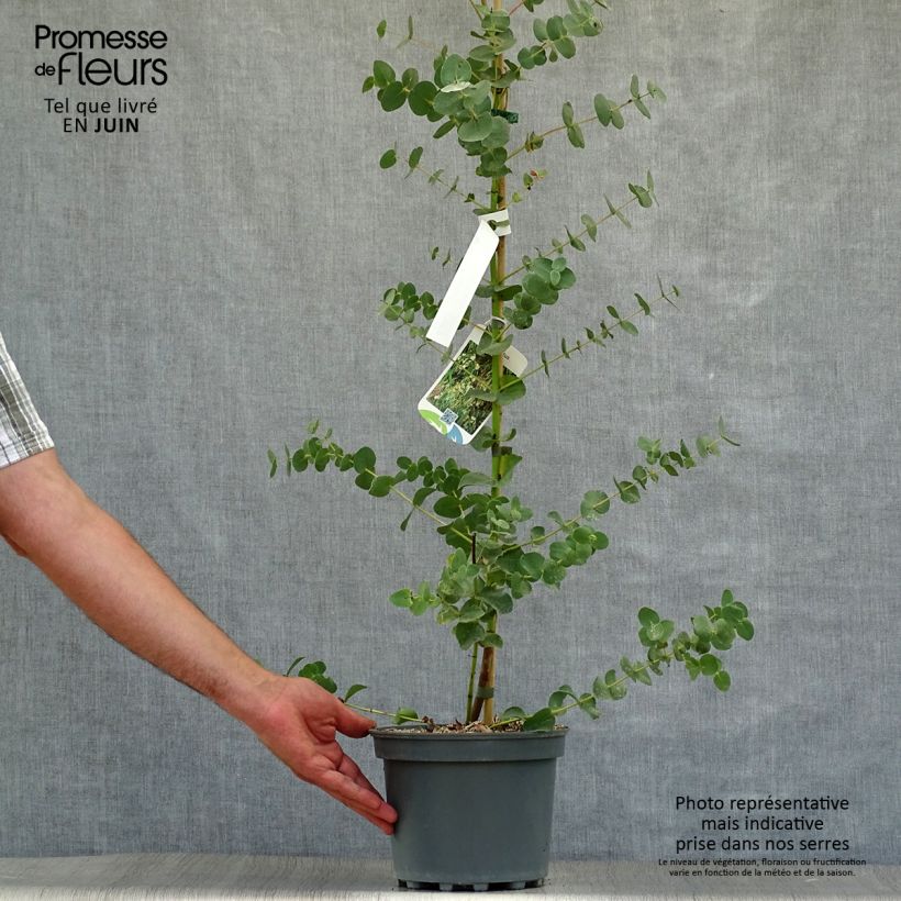 Exemplaar van Eucalyptus parviflora - Gomboom Kweekpotje van 8/9 cm zoals geleverd in de zomer
